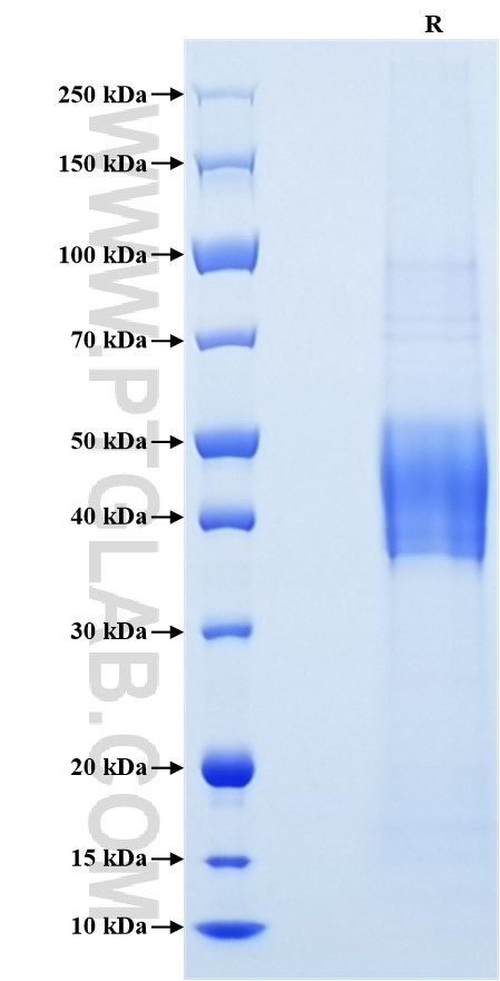 Purity of Recombinant Human uPAR was determined by SDS-PAGE. The protein was resolved in an SDS-PAGE in reducing (R) conditions and stained using Coomassie blue.