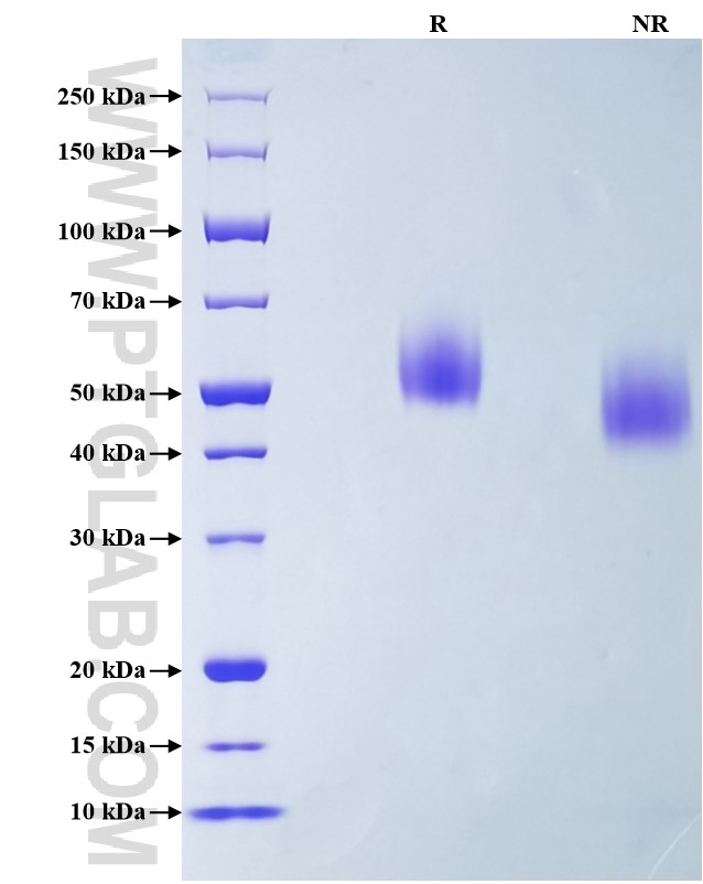 Purity of Recombinant Mouse CD155 was determined by SDS-PAGE. The protein was resolved in an SDS-PAGE in reducing (R) and non-reducing (NR) conditions and stained using Coomassie blue.