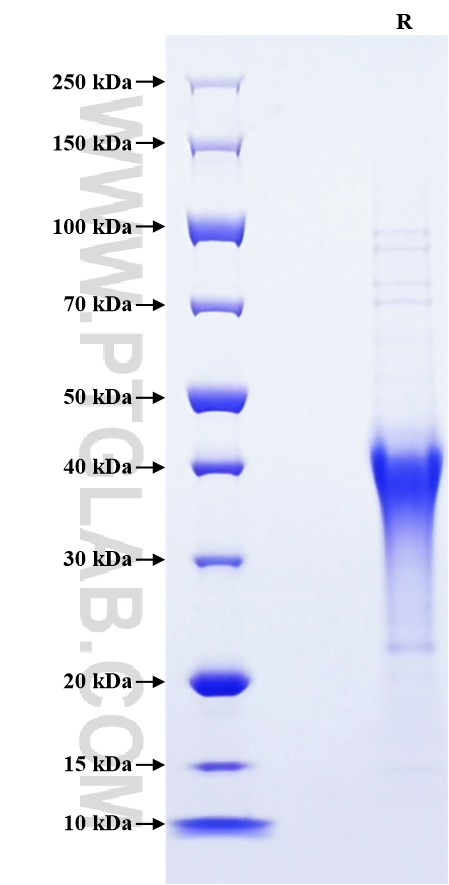 Purity of Recombinant Mouse PD-1 was determined by SDS-PAGE. The protein was resolved in an SDS-PAGE in reducing (R) conditions and stained using Coomassie blue.