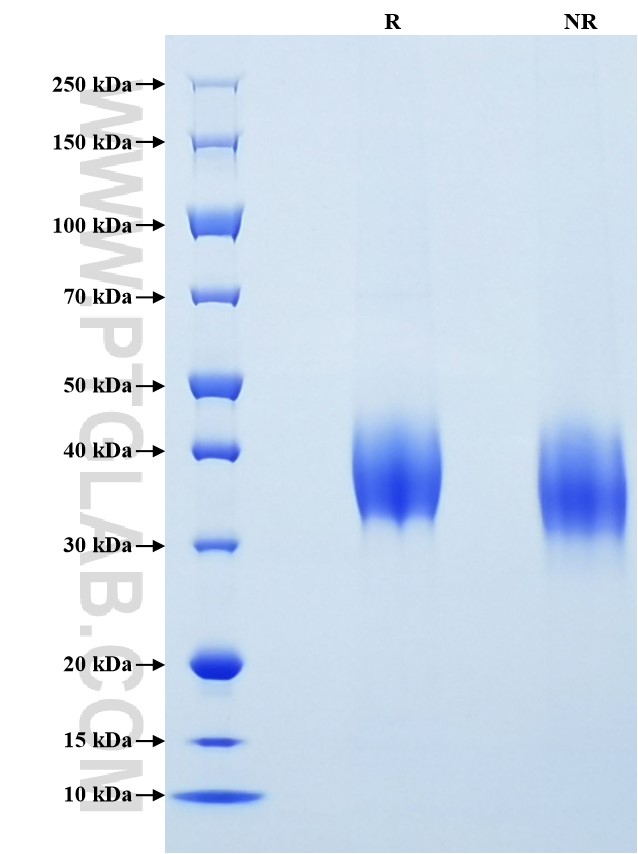 Purity of Recombinant Mouse CD200 was determined by SDS-PAGE. The protein was resolved in an SDS-PAGE in reducing (R) and non-reducing (NR) conditions and stained using Coomassie blue.