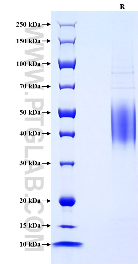 Purity of Recombinant Mouse ICOSLG was determined by SDS-PAGE. The protein was resolved in an SDS-PAGE in reducing (R) conditions and stained using Coomassie blue.