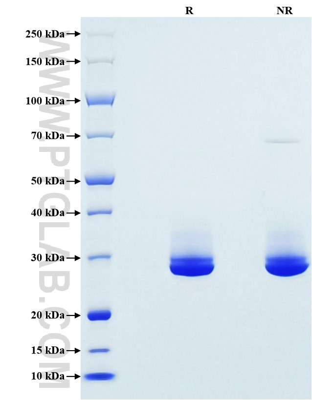 Purity of Recombinant Mouse HO-1 was determined by SDS-PAGE. The protein was resolved in an SDS-PAGE in reducing (R) and non-reducing (NR) conditions and stained using Coomassie blue.