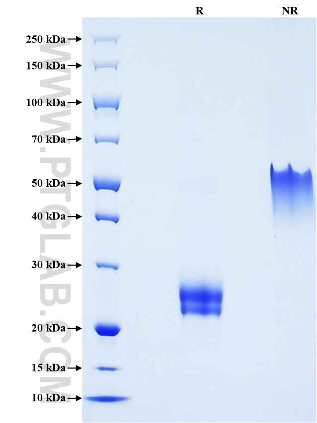 Purity of Recombinant Rat VEGF164 was determined by SDS-PAGE. The protein was resolved in an SDS-PAGE in reducing (R) and non-reducing (NR) conditions and stained using Coomassie blue.