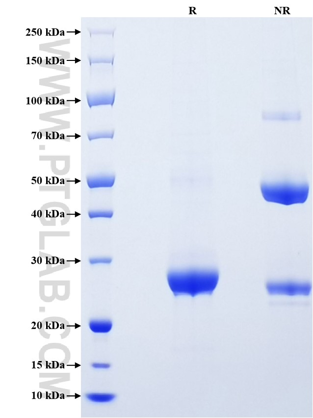 Purity of Recombinant Rat C-Reactive Protein was determined by SDS-PAGE. The protein was resolved in an SDS-PAGE in reducing (R) and non-reducing (NR) conditions and stained using Coomassie blue.