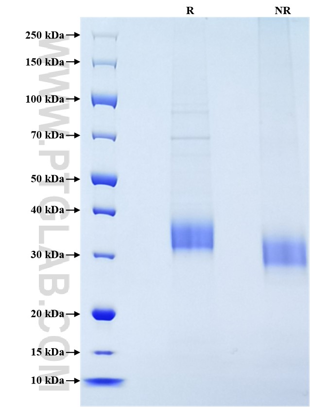 Purity of Recombinant Human ASGR1 was determined by SDS-PAGE. The protein was resolved in an SDS-PAGE in reducing (R) and non-reducing (NR) conditions and stained using Coomassie blue.
