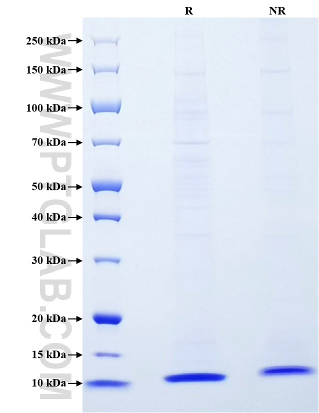 Purity of Recombinant Rat CXCL1 was determined by SDS-PAGE. The protein was resolved in an SDS-PAGE in reducing (R) and non-reducing (NR) conditions and stained using Coomassie blue. Purity of Recombinant Rat CXCL1 was determined by SDS-PAGE. The protein was resolved in an SDS-PAGE in reducing (R) and non-reducing (NR) conditions and stained using Coomassie blue.