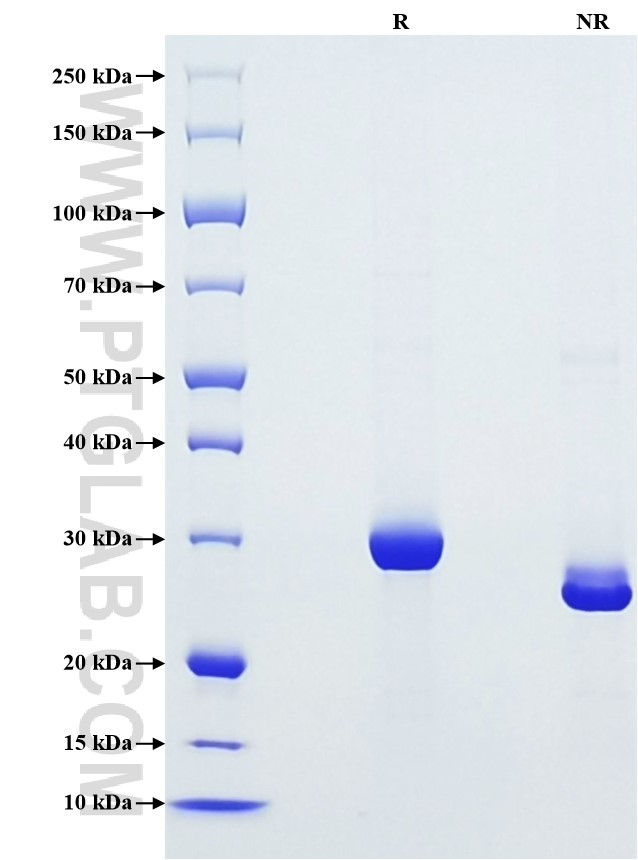 Purity of Recombinant Human IGFBP-1 was determined by SDS-PAGE. The protein was resolved in an SDS-PAGE in reducing (R) and non-reducing (NR) conditions and stained using Coomassie blue.