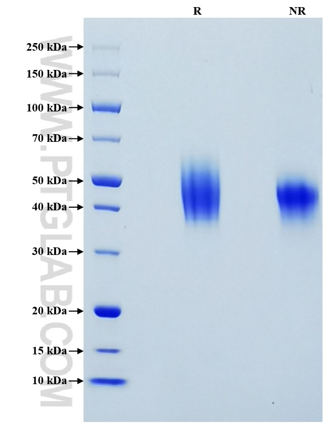 Purity of Recombinant Human B7-2 was determined by SDS-PAGE. The protein was resolved in an SDS-PAGE in reducing (R) and non-reducing (NR) conditions and stained using Coomassie blue.