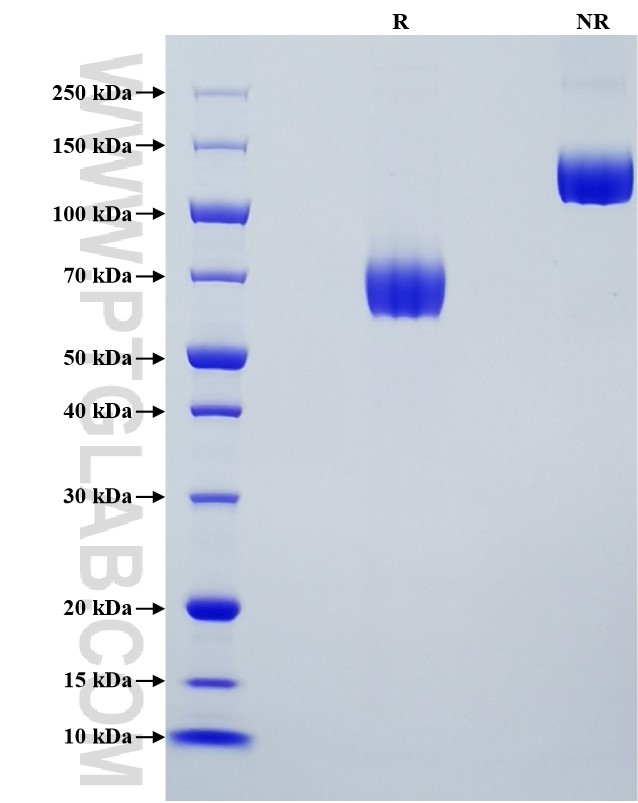 Purity of Recombinant Human B7-1 was determined by SDS-PAGE. The protein was resolved in an SDS-PAGE in reducing (R) and non-reducing (NR) conditions and stained using Coomassie blue.