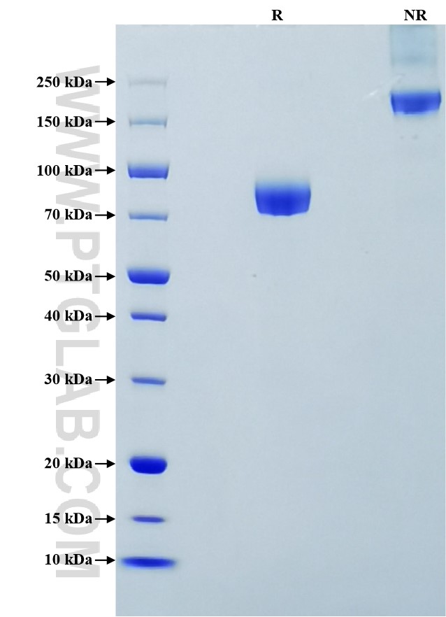 Purity of Recombinant Human CD155 was determined by SDS-PAGE. The protein was resolved in an SDS-PAGE in reducing (R) and non-reducing (NR) conditions and stained using Coomassie blue.