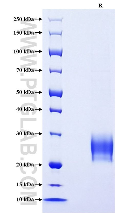Purity of Recombinant Mouse IL-6 was determined by SDS-PAGE. The protein was resolved in an SDS-PAGE in reducing (R) conditions and stained using Coomassie blue.