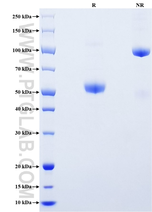 Purity of Recombinant Human Osteoprotegerin was determined by SDS-PAGE. The protein was resolved in an SDS-PAGE in reducing (R) and non-reducing (NR) conditions and stained using Coomassie blue.