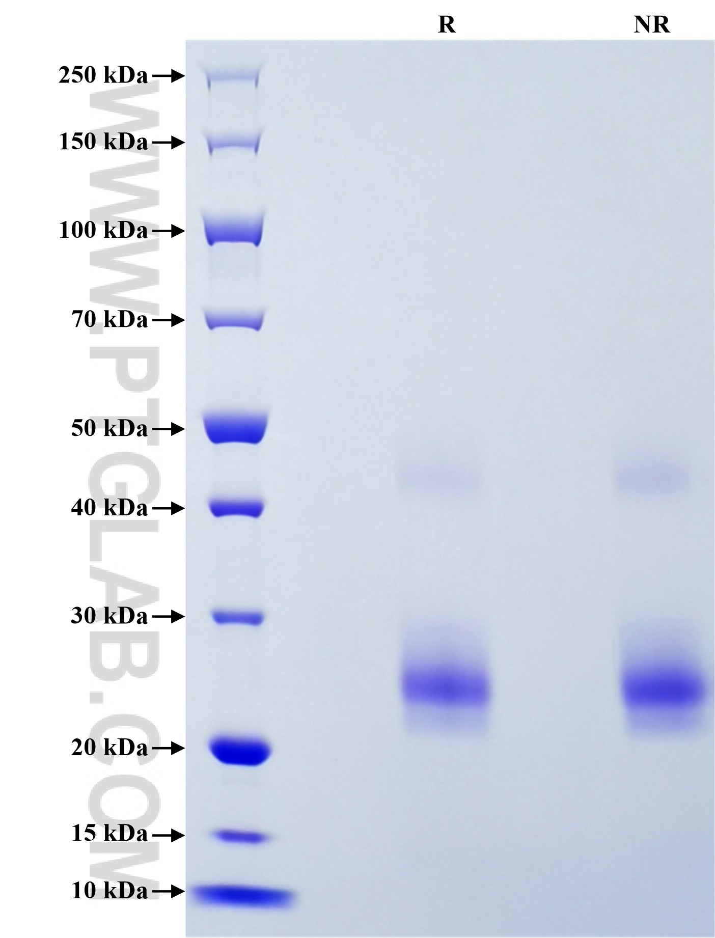 Purity of Recombinant Human TNFSF11 was determined by SDS-PAGE. The protein was resolved in an SDS-PAGE in reducing (R) and non-reducing (NR) conditions and stained using Coomassie blue. Purity of Recombinant Human TNFSF11 was determined by SDS-PAGE. The protein was resolved in an SDS-PAGE in reducing (R) and non-reducing (NR) conditions and stained using Coomassie blue.