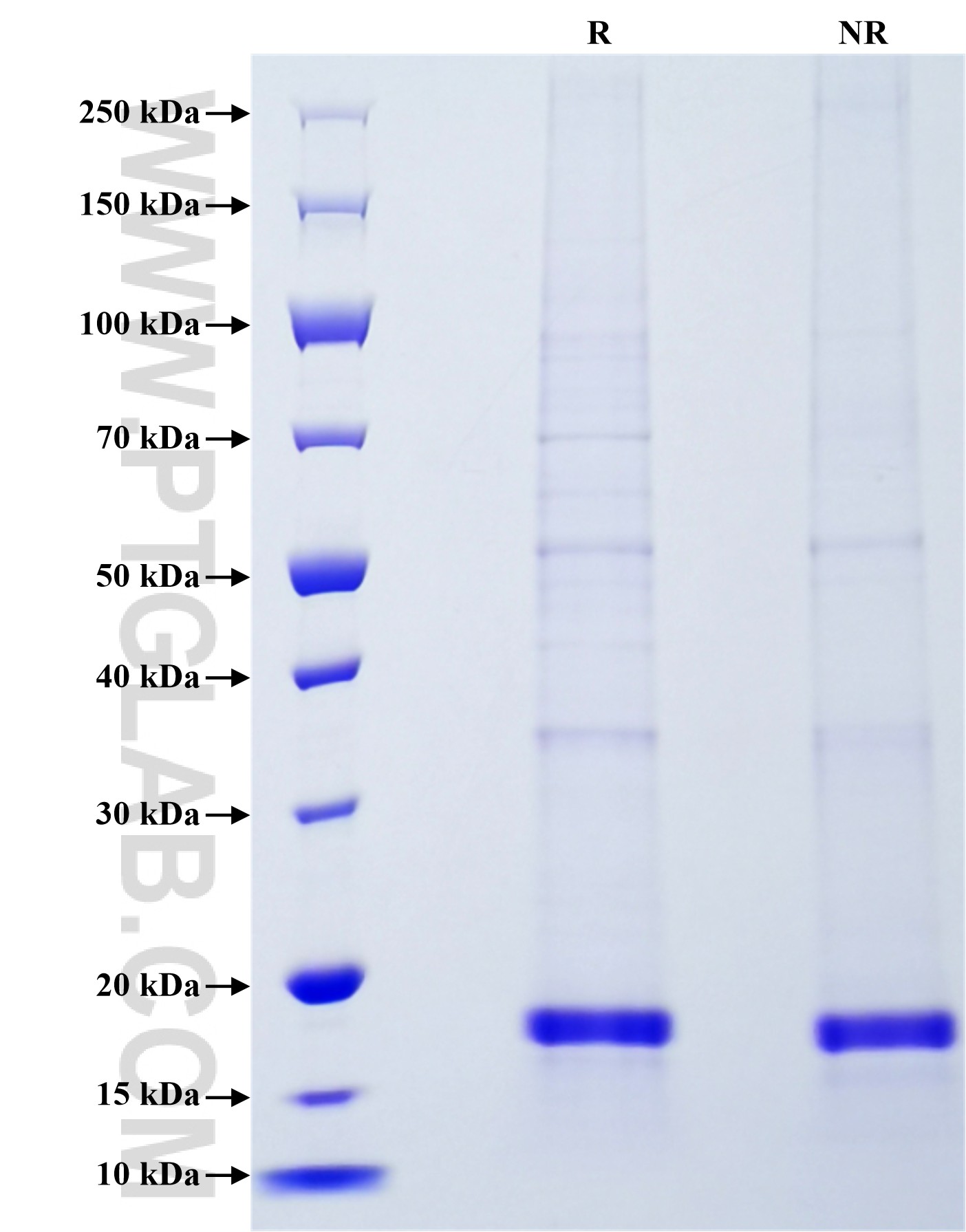 Purity of Recombinant Mouse CD40L was determined by SDS-PAGE. The protein was resolved in an SDS-PAGE in reducing (R) and non-reducing (NR) conditions and stained using Coomassie blue.