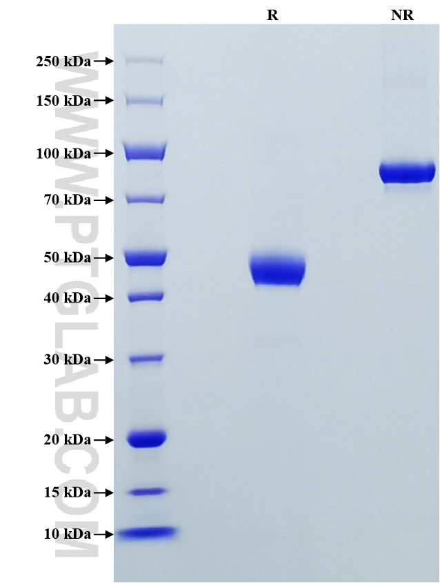 Purity of Recombinant Human CTLA-4 was determined by SDS-PAGE. The protein was resolved in an SDS-PAGE in reducing (R) and non-reducing (NR) conditions and stained using Coomassie blue. Purity of Recombinant Human CTLA-4 was determined by SDS-PAGE. The protein was resolved in an SDS-PAGE in reducing (R) and non-reducing (NR) conditions and stained using Coomassie blue.