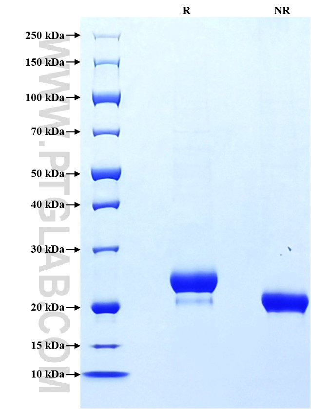 Purity of Recombinant Rat Lipocalin-2 was determined by SDS-PAGE. The protein was resolved in an SDS-PAGE in reducing (R) and non-reducing (NR) conditions and stained using Coomassie blue.