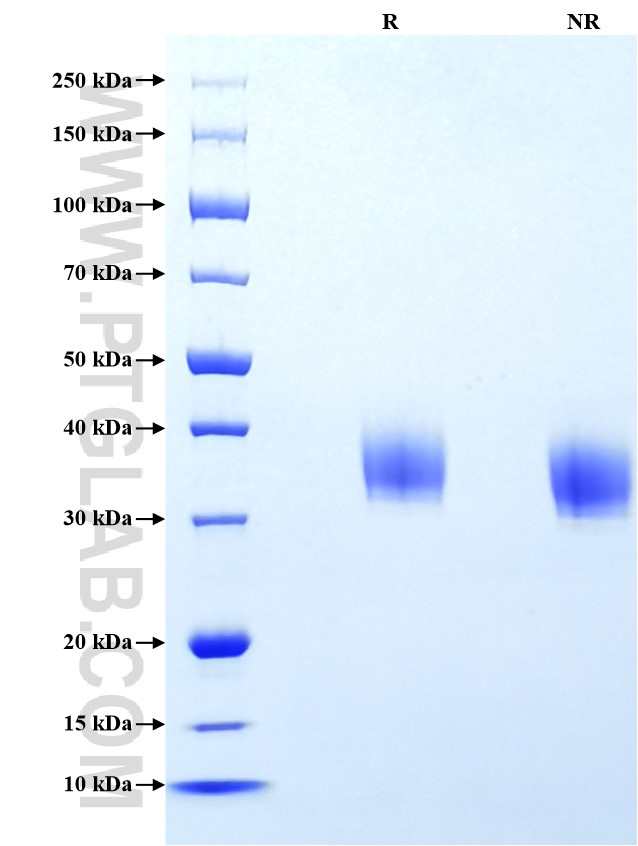 Purity of Recombinant Human Coagulation Factor III was determined by SDS-PAGE. The protein was resolved in an SDS-PAGE in reducing (R) and non-reducing (NR) conditions and stained using Coomassie blue.