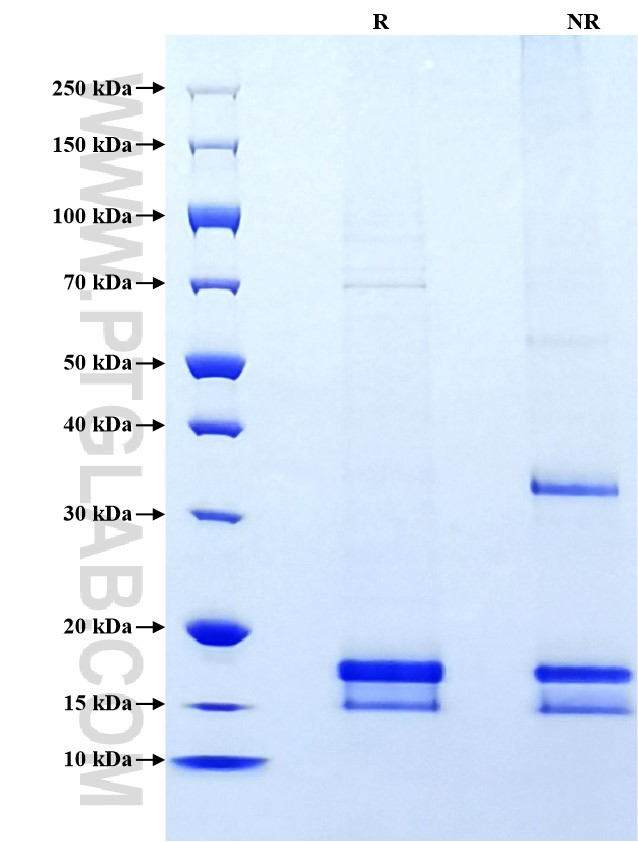 Purity of Recombinant Rat Nppa was determined by SDS-PAGE. The protein was resolved in an SDS-PAGE in reducing (R) and non-reducing (NR) conditions and stained using Coomassie blue.