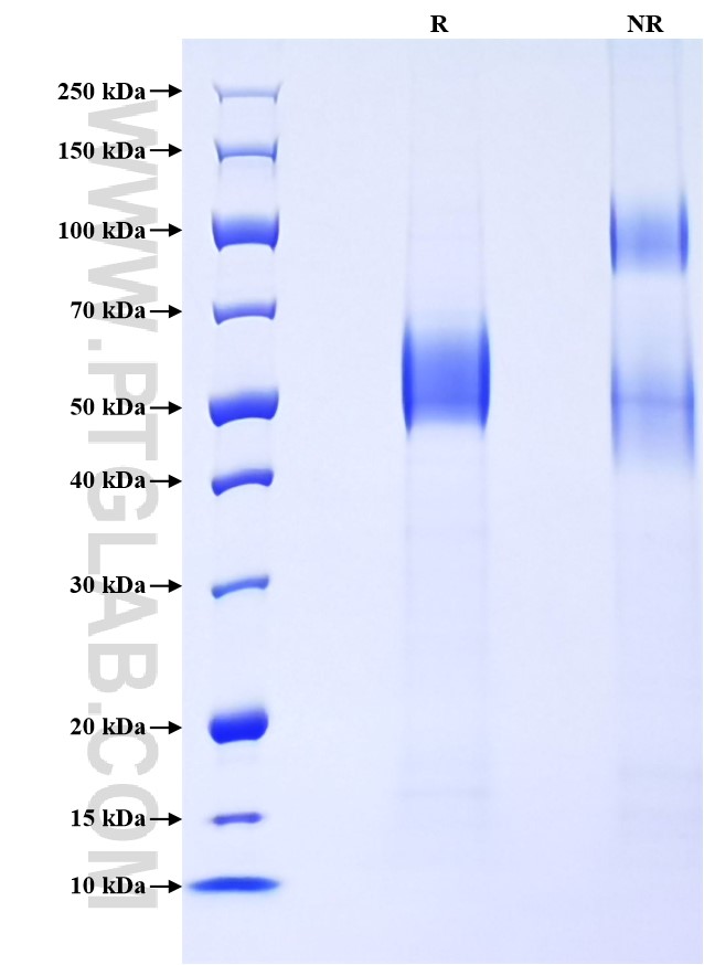 Purity of Recombinant Human Siglec-9 was determined by SDS-PAGE. The protein was resolved in an SDS-PAGE in reducing (R) and non-reducing (NR) conditions and stained using Coomassie blue.