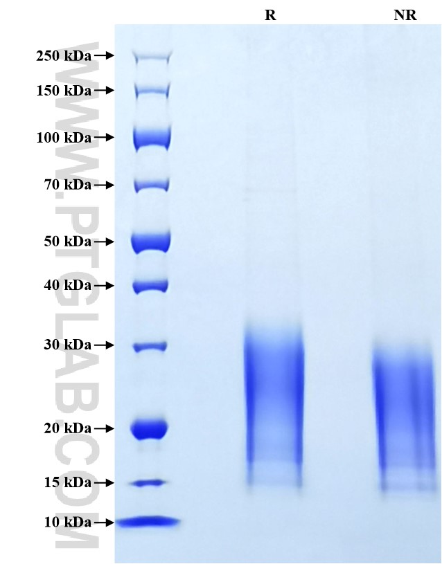 Purity of Recombinant Rat IL-13 was determined by SDS-PAGE. The protein was resolved in an SDS-PAGE in reducing (R) and non-reducing (NR) conditions and stained using Coomassie blue. Purity of Recombinant Rat IL-13 was determined by SDS-PAGE. The protein was resolved in an SDS-PAGE in reducing (R) and non-reducing (NR) conditions and stained using Coomassie blue.