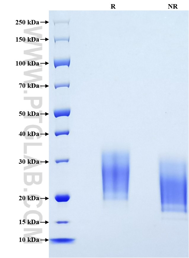 Purity of Recombinant Rat SCF was determined by SDS-PAGE. The protein was resolved in an SDS-PAGE in reducing (R) and non-reducing (NR) conditions and stained using Coomassie blue.