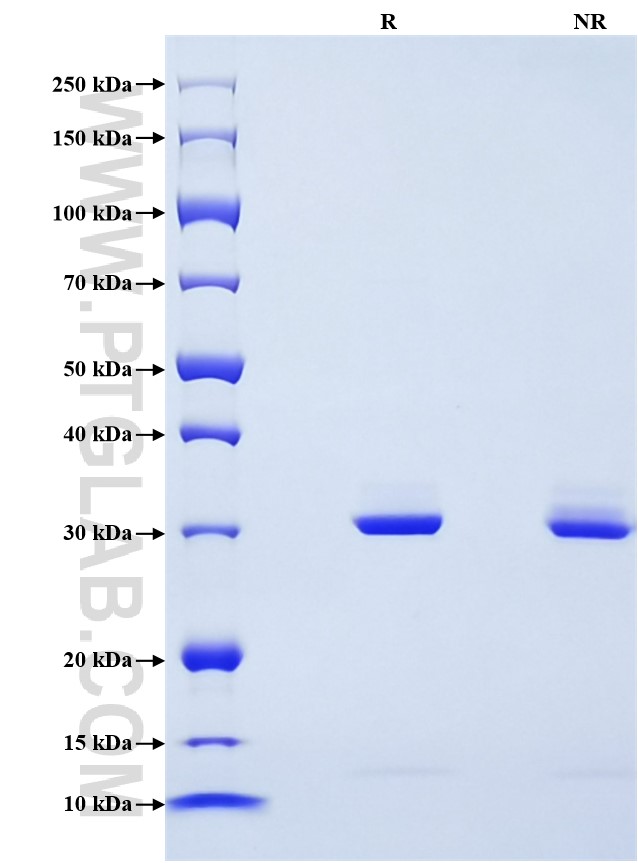 Purity of Recombinant Mouse APOE was determined by SDS-PAGE. The protein was resolved in an SDS-PAGE in reducing (R) and non-reducing (NR) conditions and stained using Coomassie blue.