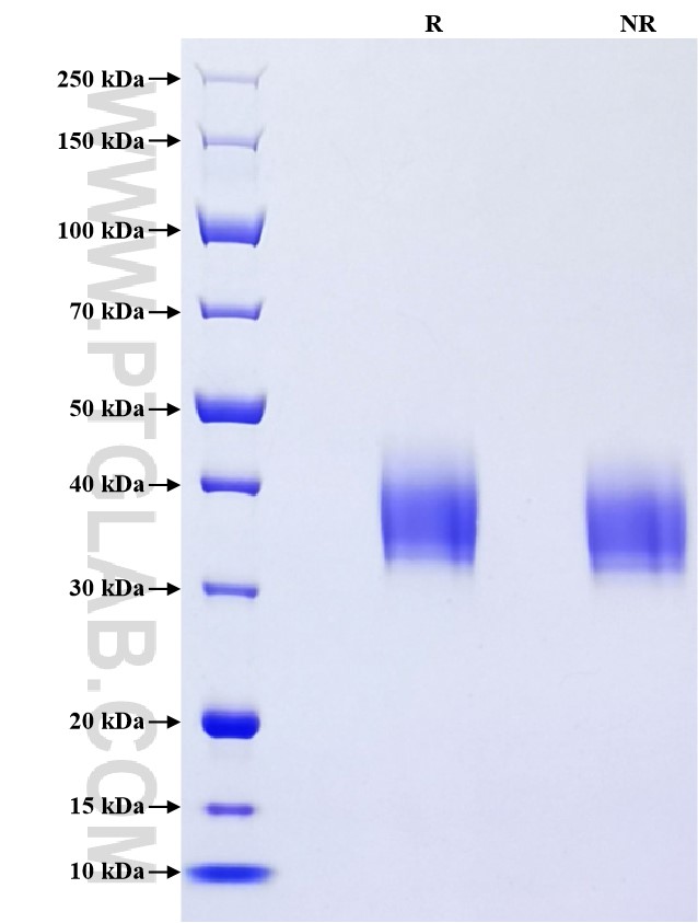 Purity of Recombinant Mouse Tissue Factor was determined by SDS-PAGE. The protein was resolved in an SDS-PAGE in reducing (R) and non-reducing (NR) conditions and stained using Coomassie blue.
