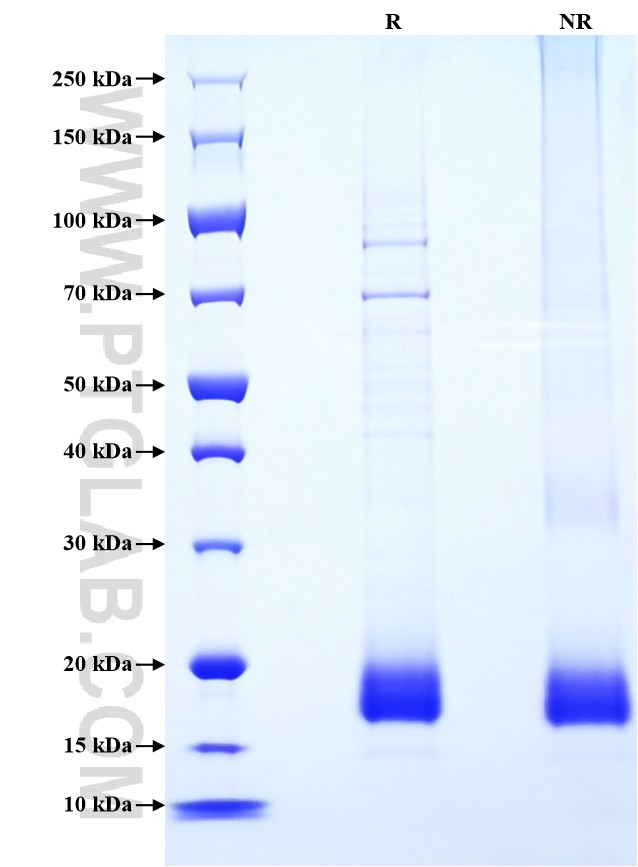 Purity of Recombinant Rat IL-4 was determined by SDS-PAGE. The protein was resolved in an SDS-PAGE in reducing (R) and non-reducing (NR) conditions and stained using Coomassie blue.