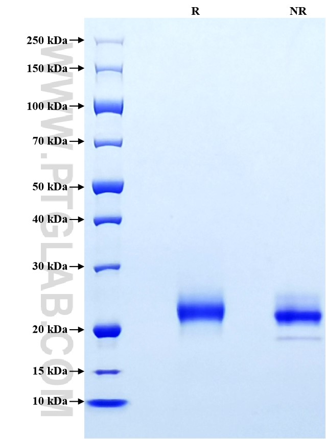 Purity of Recombinant Mouse CD40 was determined by SDS-PAGE. The protein was resolved in an SDS-PAGE in reducing (R) and non-reducing (NR) conditions and stained using Coomassie blue.