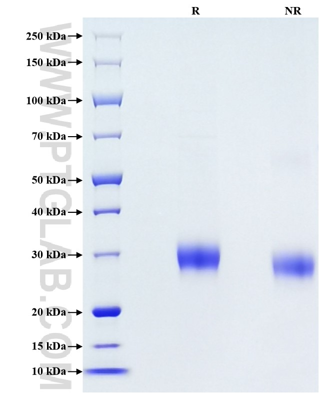 Purity of Recombinant Human Alpha-1-microglobulin was determined by SDS-PAGE. The protein was resolved in an SDS-PAGE in reducing (R) and non-reducing (NR) conditions and stained using Coomassie blue.