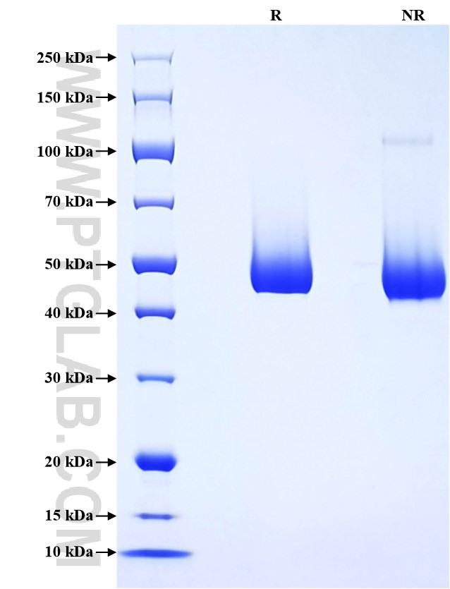 Purity of Recombinant Human Serpin F1 was determined by SDS-PAGE. The protein was resolved in an SDS-PAGE in reducing (R) and non-reducing (NR) conditions and stained using Coomassie blue.