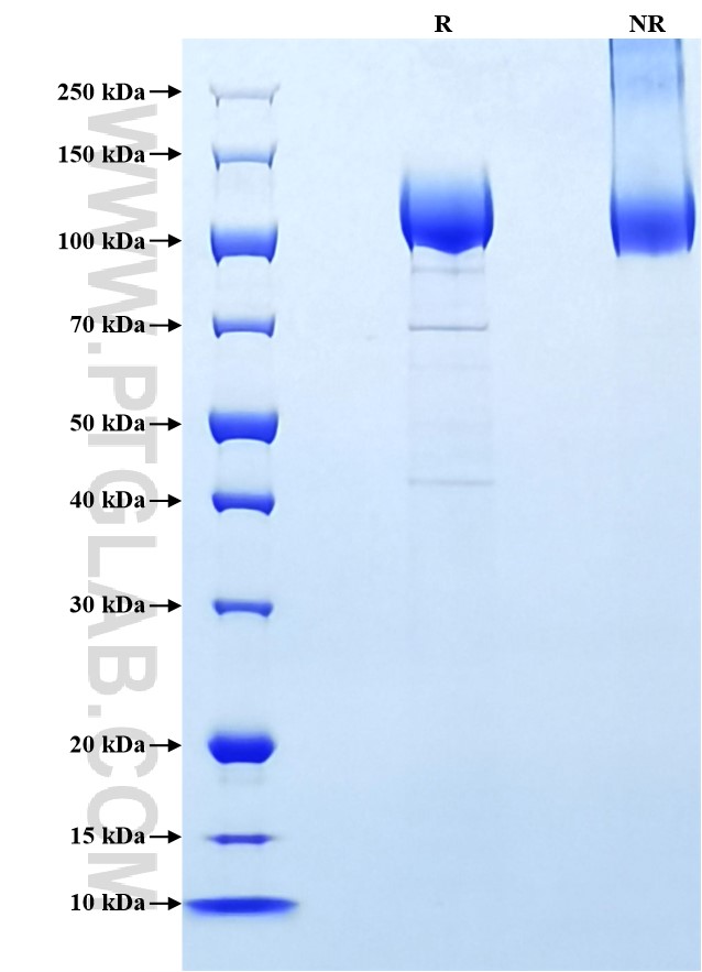 Purity of Recombinant Rat VEGFR2 was determined by SDS-PAGE. The protein was resolved in an SDS-PAGE in reducing (R) and non-reducing (NR) conditions and stained using Coomassie blue.