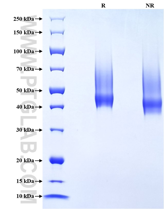 Purity of Recombinant Human Decorin was determined by SDS-PAGE. The protein was resolved in an SDS-PAGE in reducing (R) and non-reducing (NR) conditions and stained using Coomassie blue.