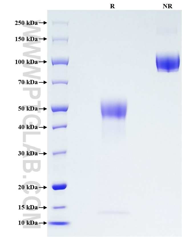 Purity of Recombinant Mouse Haptoglobin was determined by SDS-PAGE. The protein was resolved in an SDS-PAGE in reducing (R) and non-reducing (NR) conditions and stained using Coomassie blue.
