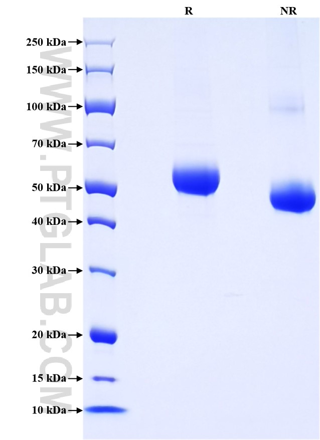 Purity of Recombinant Mouse LAG-3 was determined by SDS-PAGE. The protein was resolved in an SDS-PAGE in reducing (R) and non-reducing (NR) conditions and stained using Coomassie blue.