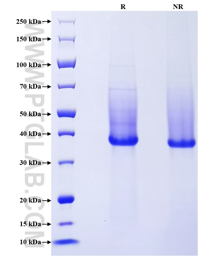 Purity of Recombinant Mouse CD138 was determined by SDS-PAGE. The protein was resolved in an SDS-PAGE in reducing (R) and non-reducing (NR) conditions and stained using Coomassie blue.