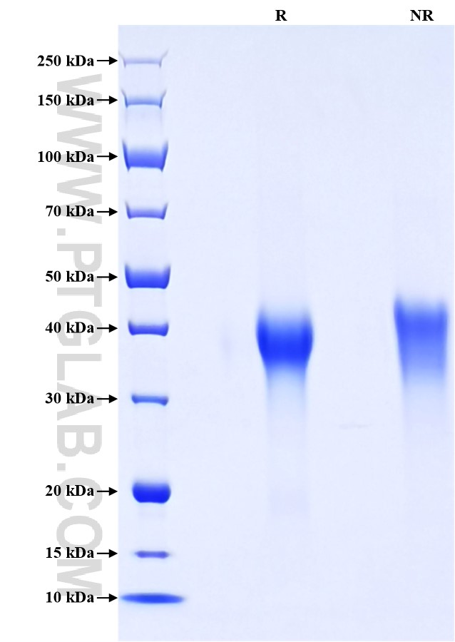 Purity of Recombinant Mouse CD27 was determined by SDS-PAGE. The protein was resolved in an SDS-PAGE in reducing (R) and non-reducing (NR) conditions and stained using Coomassie blue. Purity of Recombinant Mouse CD27 was determined by SDS-PAGE. The protein was resolved in an SDS-PAGE in reducing (R) and non-reducing (NR) conditions and stained using Coomassie blue.