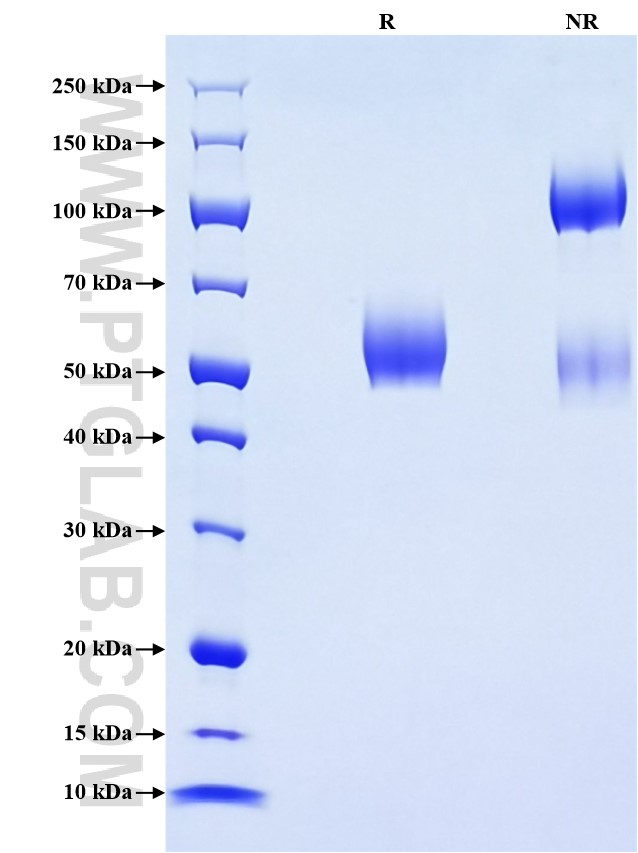 Purity of Recombinant Human Dectin-1 was determined by SDS-PAGE. The protein was resolved in an SDS-PAGE in reducing (R) and non-reducing (NR) conditions and stained using Coomassie blue.