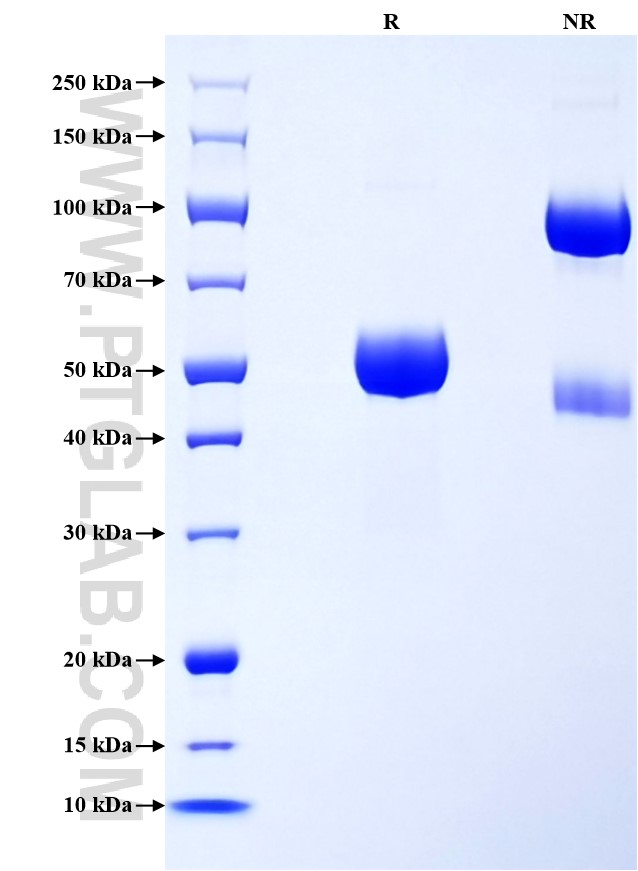Purity of Recombinant Human DCIR was determined by SDS-PAGE. The protein was resolved in an SDS-PAGE in reducing (R) and non-reducing (NR) conditions and stained using Coomassie blue.