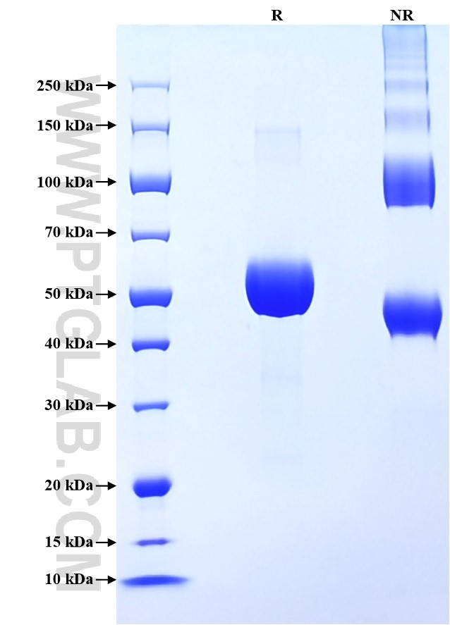 Purity of Recombinant Human JAM-A was determined by SDS-PAGE. The protein was resolved in an SDS-PAGE in reducing (R) and non-reducing (NR) conditions and stained using Coomassie blue.