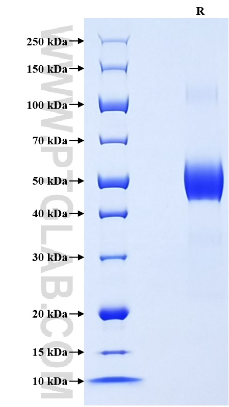 Purity of Recombinant Mouse Fas was determined by SDS-PAGE. The protein was resolved in an SDS-PAGE in reducing (R) condition and stained using Coomassie blue.