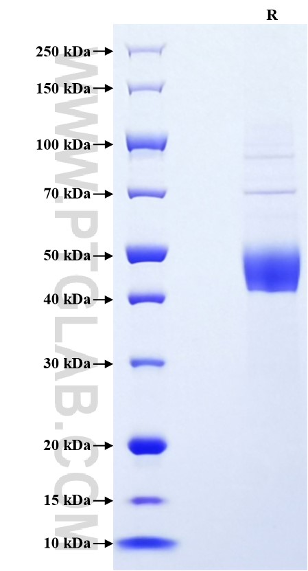 Purity of Recombinant Mouse CD79A was determined by SDS-PAGE. The protein was resolved in an SDS-PAGE in reducing (R) conditions and stained using Coomassie blue.