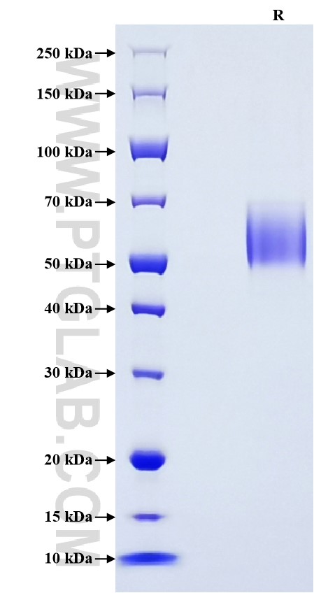 Purity of Recombinant Mouse CD47 was determined by SDS-PAGE. The protein was resolved in an SDS-PAGE in reducing (R) conditions and stained using Coomassie blue.