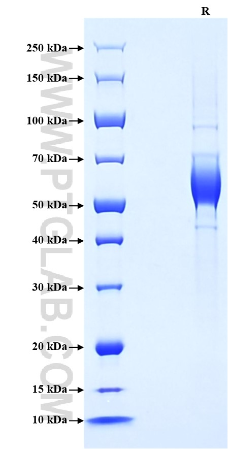 Purity of Recombinant Human CLEC9A was determined by SDS-PAGE. The protein was resolved in an SDS-PAGE in reducing (R) conditions and stained using Coomassie blue.