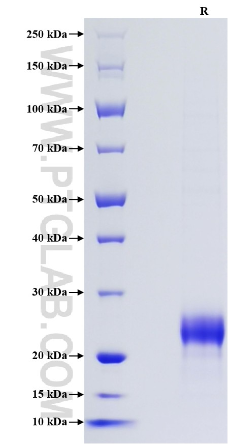 Purity of Recombinant Rat CD90 was determined by SDS-PAGE. The protein was resolved in an SDS-PAGE in reducing (R) conditions and stained using Coomassie blue.