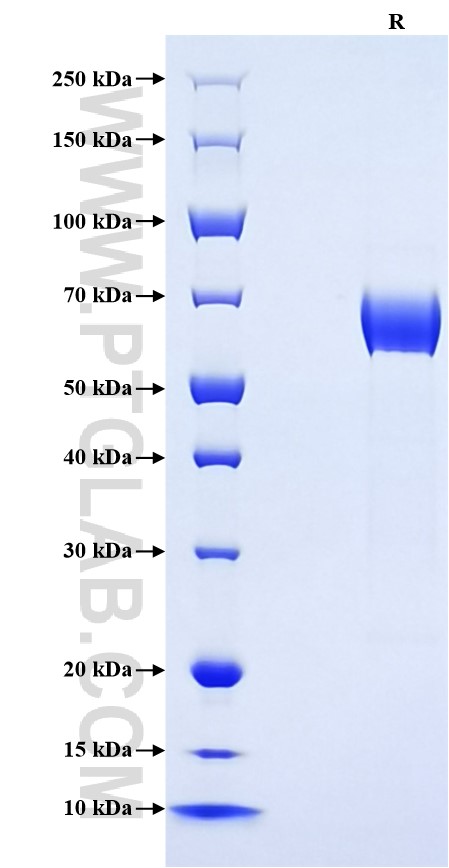 Purity of Recombinant Rat NKp46 was determined by SDS-PAGE. The protein was resolved in an SDS-PAGE in reducing (R) conditions and stained using Coomassie blue.