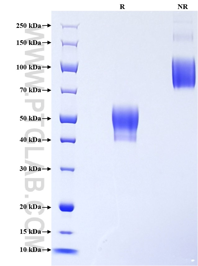Purity of Recombinant Human IL-13 was determined by SDS-PAGE. The protein was resolved in an SDS-PAGE in reducing (R) and non-reducing (NR) conditions and stained using Coomassie blue.