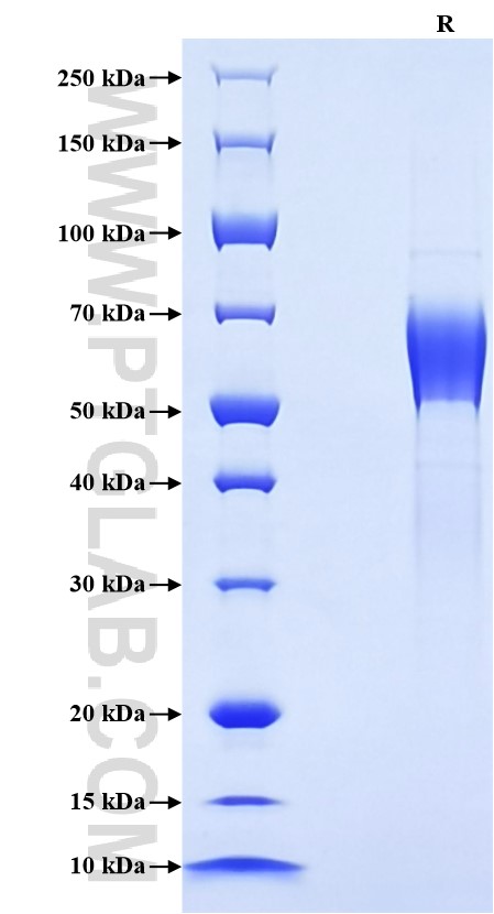 Purity of Recombinant Mouse NKG2A was determined by SDS-PAGE. The protein was resolved in an SDS-PAGE in reducing (R) conditions and stained using Coomassie blue.