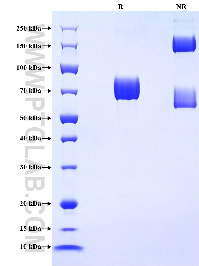 Purity of Recombinant Mouse CD147 was determined by SDS-PAGE. The protein was resolved in an SDS-PAGE in reducing (R) and non-reducing (NR) conditions and stained using Coomassie blue.