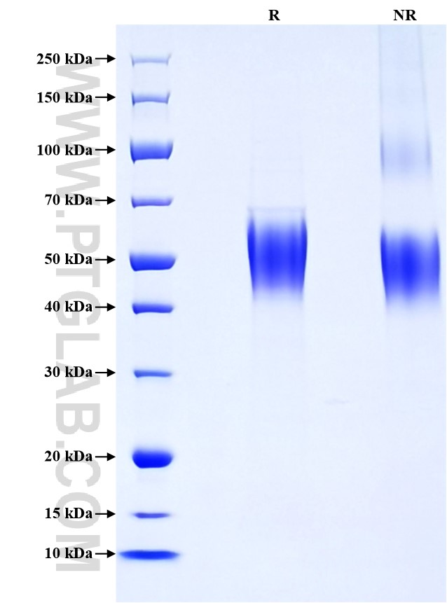 Purity of Recombinant Human CRTAM was determined by SDS-PAGE. The protein was resolved in an SDS-PAGE in reducing (R) and non-reducing (NR) conditions and stained using Coomassie blue.
